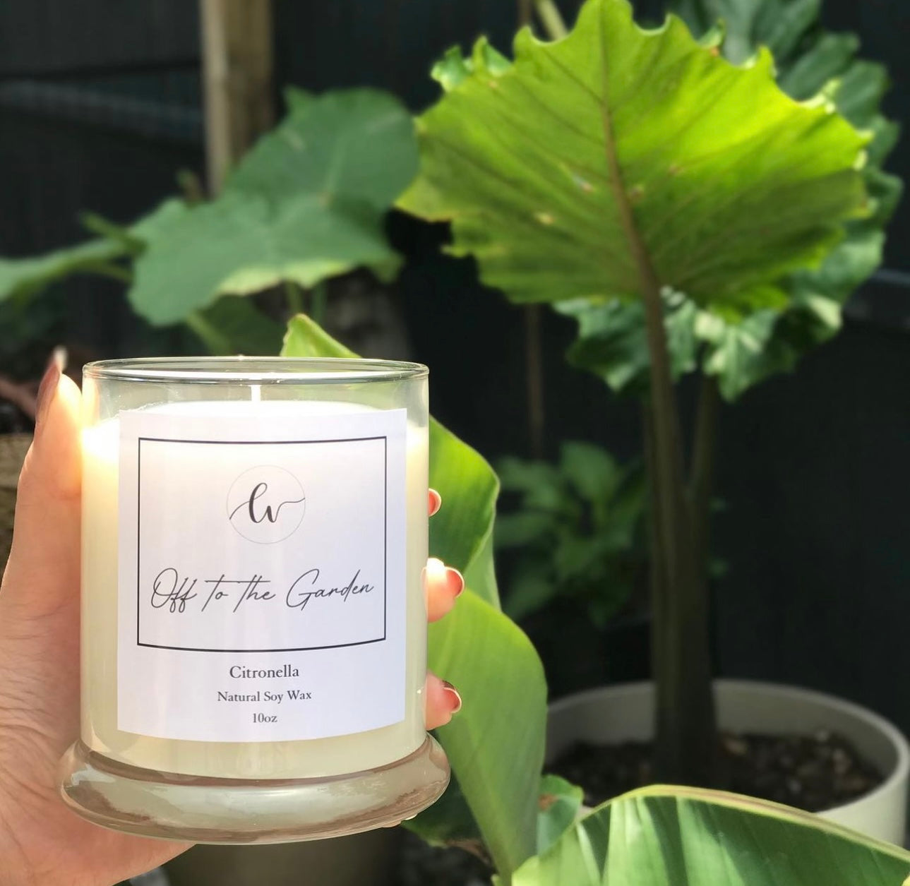 OFF TO THE GARDEN // Citronella